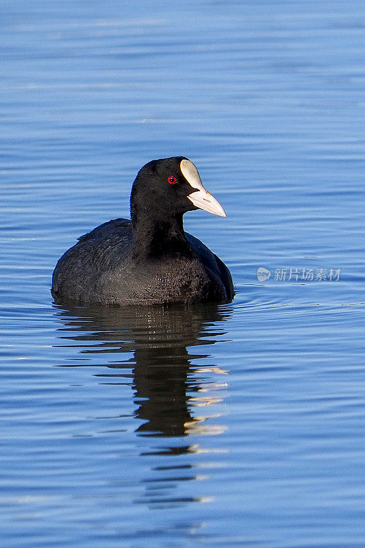 Fulica Atra子林奈。